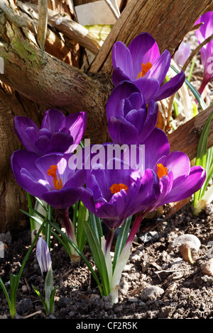 Un patch de crocus mauve sous un arbre dans le soleil du printemps Banque D'Images