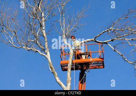 Tree service travailleur 100 pieds dans les airs, couper méticuleusement à l'aide de sycomore à hauteur de relevage hydraulique gain avantage. Banque D'Images