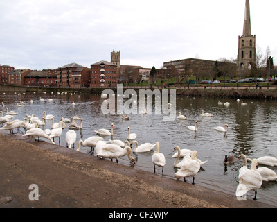 Les cygnes, Worcester, Royaume-Uni Banque D'Images