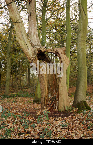 Un exemple d'un ancien chêne avec tronc pourri dans la réserve naturelle de bois El Saladillo, Norfolk, Angleterre, Royaume-Uni. Banque D'Images