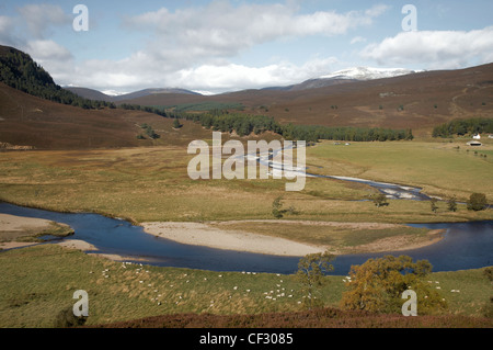 Des moutons paissant sur les rives de la rivière Dee près de Dee Linn. Banque D'Images