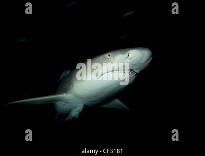 Le requin dans la nuit Banque D'Images