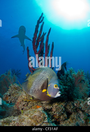 Poissons-Anges avec requin de récif dans l'arrière-plan Banque D'Images