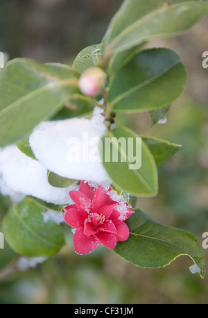 Jardin d'hiver jardin britannique dans Allendale, Kent, UK, donnant sur Romney Marsh une neige légère sur Camellia williamsii Banque D'Images