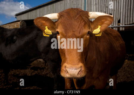 Aberdeen Angus/ South Devon contre du bétail dans un stylo. Banque D'Images