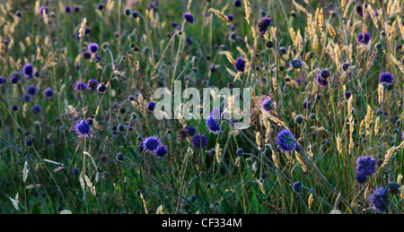 Sheep's bit scabious, natif wildflower de la Grande-Bretagne. Banque D'Images