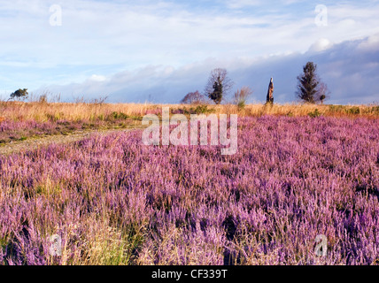 Belle lumière tombe sur la bruyère en fleur, les chemins à travers la lande hills en été Cannock Chase Country Park (zone de l'AONB outst Banque D'Images