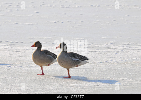 Oies cendrées sur lac gelé Banque D'Images