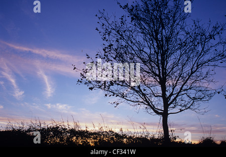 Chêne pédonculé Quercus robur ou arbre et couverture Blackberry silhouetté contre ciel coucher de soleil d'hiver avec les cirrus Banque D'Images