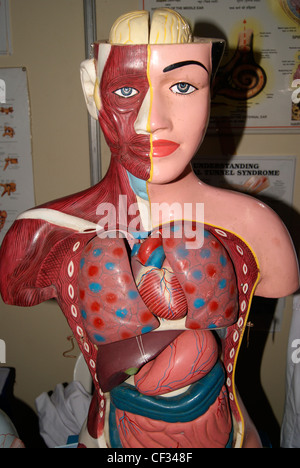 Organes de l'organisme interne montrant des femmes effigie Anatomie modèle.montrant la position exacte du cerveau, Cœur, foie, reins, etc. Banque D'Images