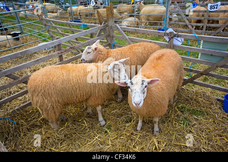 Berrichon moutons Croix dans un stylo à la Moreton-in-Marsh, une exposition d'une journée traditionnelle et agricole horse show dans les Cotswolds. Banque D'Images