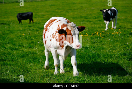 Les vaches laitières Holstein dans un champ en Faringdon. Banque D'Images