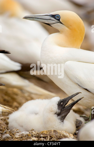 Fou de Bassan (Morus bassanus), le plus grand membre de la famille de bassan, avec chick sur le Bass Rock (La Basse), une ro Banque D'Images