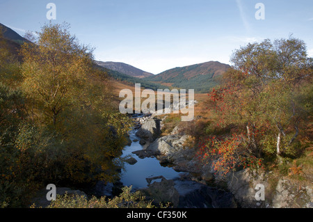 Un Rowan Tree sur la banque d'une brûlure dans North Glen Sannox sur l'île d'Arran. Banque D'Images