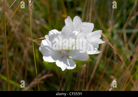 La Mauve musquée (Malva moschata) 'Alba' à fleurs blanches. Banque D'Images