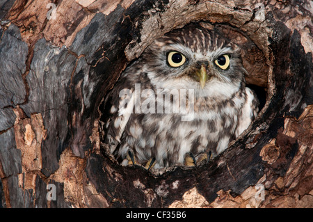 Petit hibou assis dans un trou d'un vieil arbre Banque D'Images