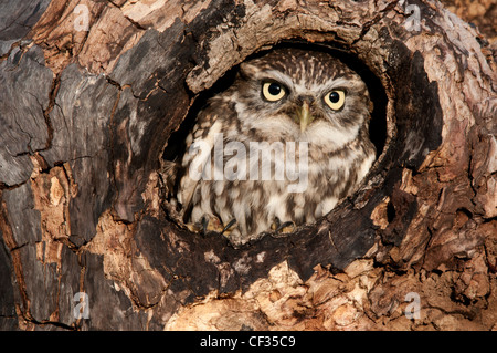 Petit hibou assis dans un trou d'un vieil arbre Banque D'Images