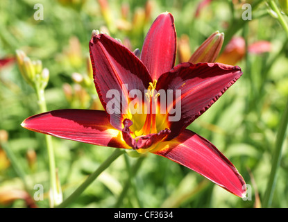 Hémérocalle 'Stafford' (Hemerocallis fulva), Hemerocallidaceae, Caucase, Chine, Japon, Russie Banque D'Images
