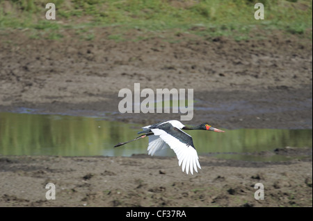 Loi selle Stork volant le long du lit de lac, Kruger National Park, Afrique du Sud Banque D'Images
