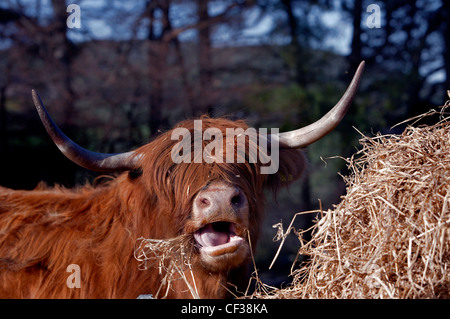 Gros plan d'une vache Highland de déjeuner sur le foin dans le Banffshire. Banque D'Images