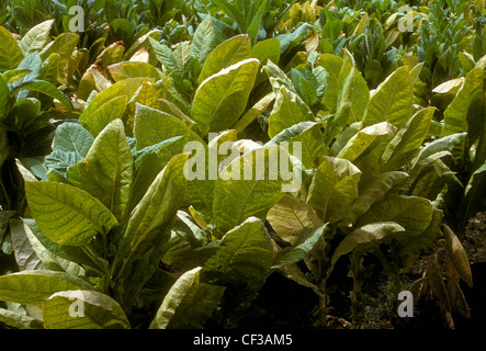 Les plants de tabac, des plants de tabac, plantation de tabac, village d'Ixtapa, Ixtapa, Etat de Jalisco, Mexique Banque D'Images