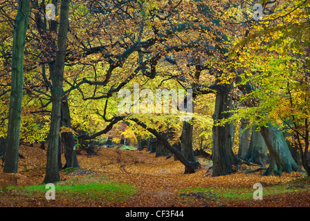 Les feuilles d'automne le tapis de plancher en bois à Ashridge Hertfordshire. Banque D'Images