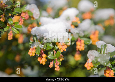 Jardin d'hiver jardin britannique dans Allendale, Kent, UK, donnant sur Romney Marsh une lumière sur la neige Berberis darwinii AUTRES Banque D'Images