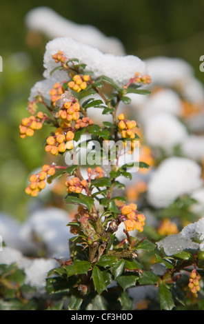 Jardin d'hiver jardin britannique dans Allendale, Kent, UK, donnant sur Romney Marsh une lumière sur la neige Berberis darwinii AUTRES Banque D'Images