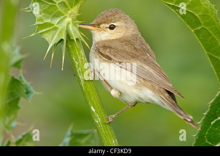 Hippolais pallida Olivaceous Warbler, Banque D'Images