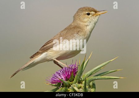 Hippolais pallida Olivaceous Warbler, Banque D'Images