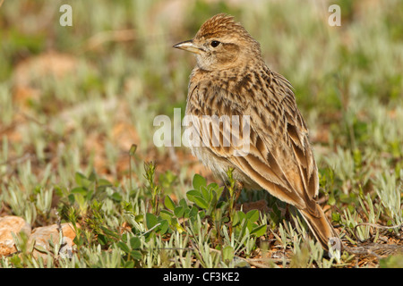 Plus de circaète Jean-le-Lark Calandrella brachydactyla Banque D'Images