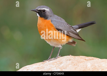 White-throated Robin, Irania gutturalis Banque D'Images