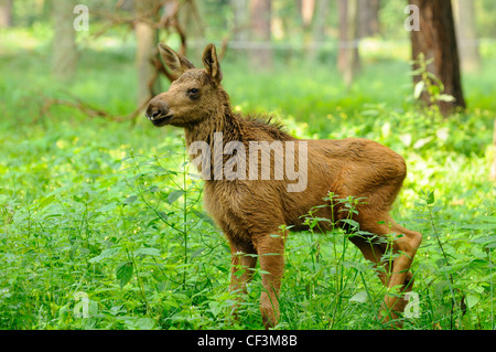 L'élan, le parc sauvage alte Fasanerie Hanau, Hesse, Germany, Europe Banque D'Images