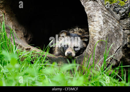 Nyctereutes procyonoides, chien viverrin, Wildpark Alte Fasanerie, Hanau, Hesse, Germany, Europe Banque D'Images