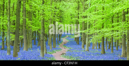 Chemin coupant à travers Bluebells dans Dockey Woods sur le Hertfordshire/ Buckinghamshire frontière. Banque D'Images