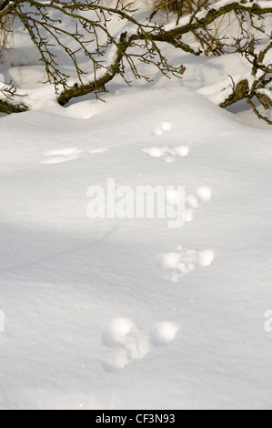 Empreintes de lapin dans la neige. Banque D'Images