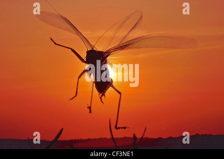 Sauterelle verte, Tettigonia viridissima Banque D'Images