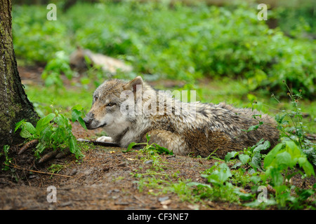 Le loup gris d'Europe, Canis lupus lupus, Bavaria, Germany, Europe Banque D'Images