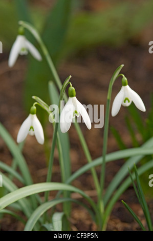 Close up of snowdrops poussant dans un jardin. Banque D'Images