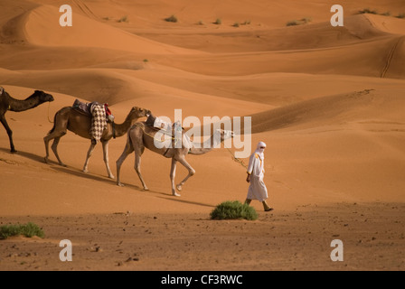 Un homme en costume traditionnel berbère mène un train de chameau à travers les dunes de l'Erg Chebi désert près de Merzouga. Banque D'Images