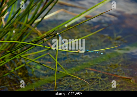 Deux Demoiselle vole accrochés à des tiges d'herbe près d'un lac. Banque D'Images