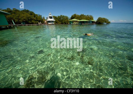 La plongée dans l'eau claire de la petite île des Caraïbes de Coral Key, Bocas del Toro, PANAMA, Amérique Centrale Banque D'Images
