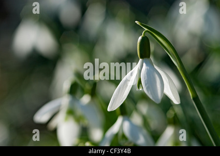 Close up de perce-neige (Galanthus nivalis) dans le jardin. Banque D'Images