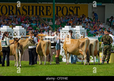 Défilé des troupeaux au Great Yorkshire Show. Banque D'Images