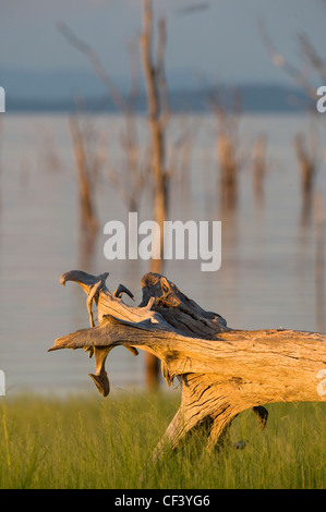 Coucher de soleil sur le deuxième plus grand barrage dans le monde, le lac Kariba au Zimbabwe Banque D'Images