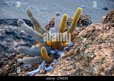 Cactus Brachycereus nesioticus lave - - Croissance des roches volcaniques seulement, Bartolome Island, îles Galapagos, Equateur Banque D'Images