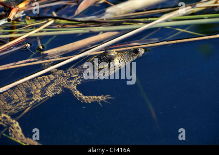 Petit jeune crocodile, en Afrique Banque D'Images