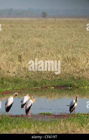 Cigognes à bec jaune Mozambiques Gorongosa National Park Banque D'Images