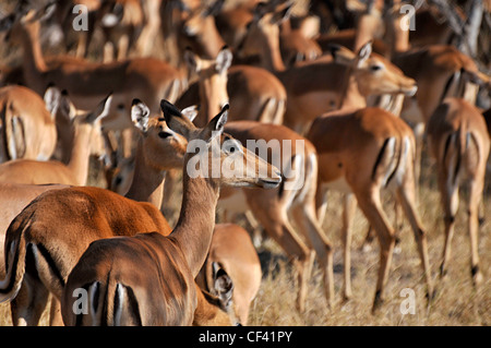 Un grand troupeau d'antilopes impala en Afrique Banque D'Images