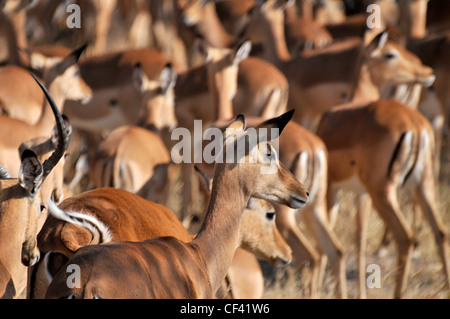 Grand troupeau d'antilopes impala en Afrique Banque D'Images